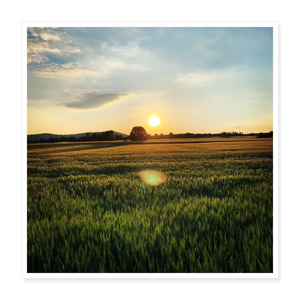 Poster 16" x 16" (40x40 cm) - Weiß